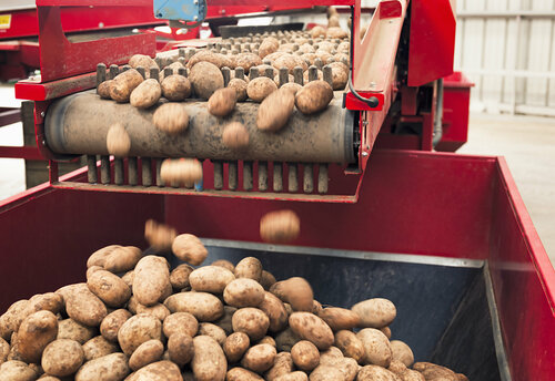 iStock-155393198 - potatoes.jpg